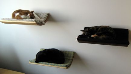 Hogyan készítsünk egy kanapé a macska meg a kezét (55 fotó) lager egy régi pulóvert, az akkumulátor mester