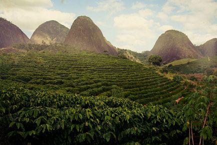 Hogyan gyűjtsünk a kávét Brazíliában, frissebb - a legjobb a nap, amit valaha is szüksége van!