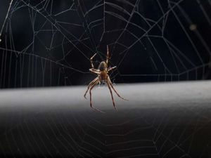 Mivel az otthon, hogy megszabaduljon a pókok a ház szabvány és a hagyományos módszerek kártevők elleni védekezés