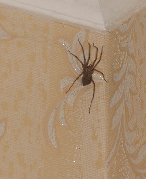 Mivel az otthon, hogy megszabaduljon a pókok a ház szabvány és a hagyományos módszerek kártevők elleni védekezés