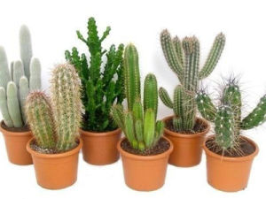 Kaktusz a hazai szabályainak 10. - a világ a kaktuszok