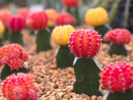Cactus - a termesztési és ápolási tanácsok