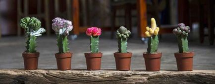 Cactus - a termesztési és ápolási tanácsok