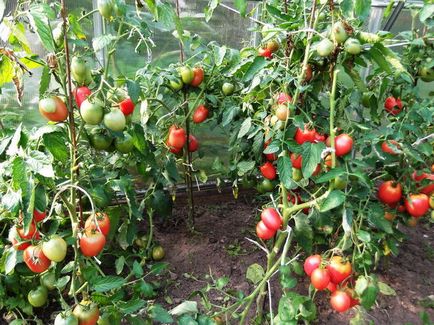 Hogyan védi a területet a paradicsom burgonyavész (Hely) Hogyan védi a területet a paradicsom burgonyavész