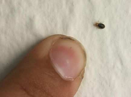 Hogyan elpusztítani a bogarak a lakásban elleni küzdelemben poloska jelenti vélemények