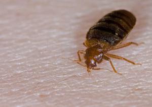Hogyan elpusztítani a bogarak a lakásban elleni küzdelemben poloska jelenti vélemények