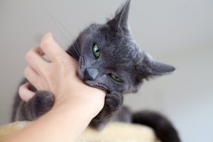 Hogyan nyugodt agresszív macska, hogyan nyugodt a macska agresszív viselkedés