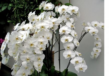 Hogyan törődik orchidea
