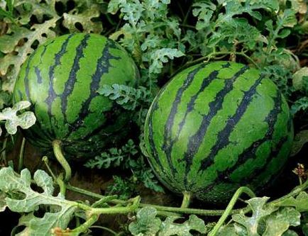 Hogyan válasszuk ki a érett görögdinnye és édes titkokat választott lédús görögdinnye - fő- és vnutrivengerskie