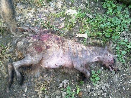 Hogyan működik a chupacabra, kérdések és válaszok (Chupacabra) Hogyan működik a chupacabra, kérdések és válaszok