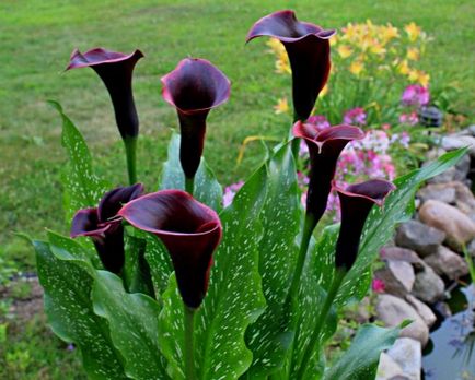 Hogyan növekszik Calla liliom a kertben ültetés és gondozás