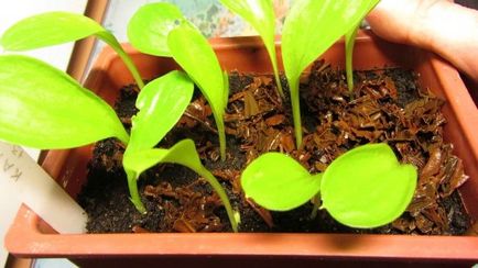 Hogyan növekszik Calla liliom a kertben ültetés és gondozás