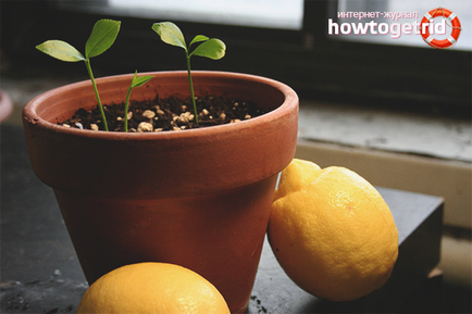 Hogyan növekszik a citrom otthon
