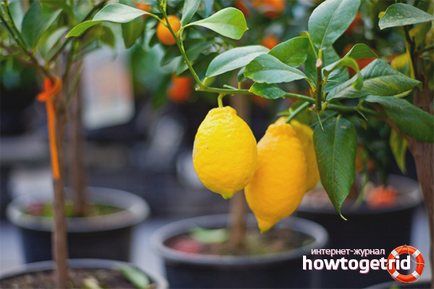 Hogyan növekszik a citrom otthon