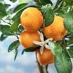 Hogyan növekszik a mandarin a csontok otthon, szeretem a kertben
