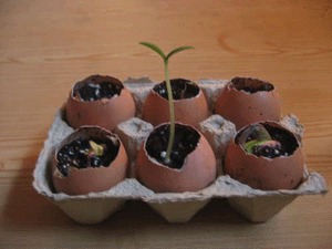 Hogyan növekszik uborka a tojáshéj (uborka palántákat)
