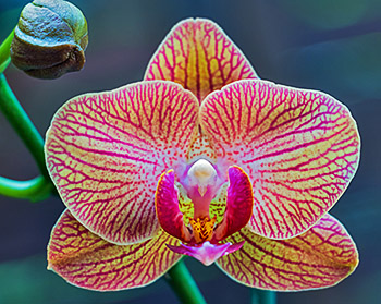 Hogyan növekszik orchideák otthon