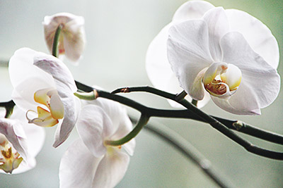Hogyan növekszik orchideák otthon