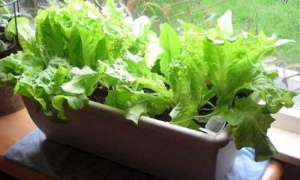 Hogyan gyógynövények termesztése az ablakpárkányon télen a lakásban petrezselyem, hagyma