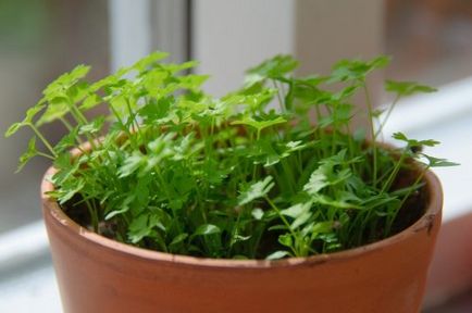 Hogyan gyógynövények termesztése az ablakpárkányon télen a lakásban petrezselyem, hagyma
