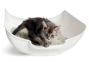 Hogyan, hogy egy cica szerető és a cica tankönyv - a hivatalos honlapján a Bosch takarmány
