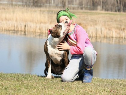 Hogyan nevelés pitbull