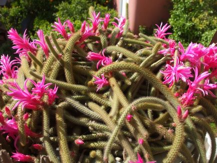 Hogyan juthat el a kaktusz virágzik otthon, mi a teendő, ha nem virágzik