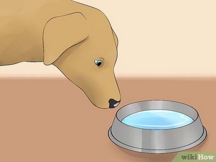 Hogyan juthat el a kutyát, vizet inni