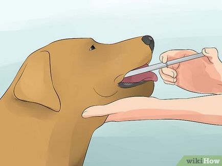 Hogyan juthat el a kutyát, vizet inni