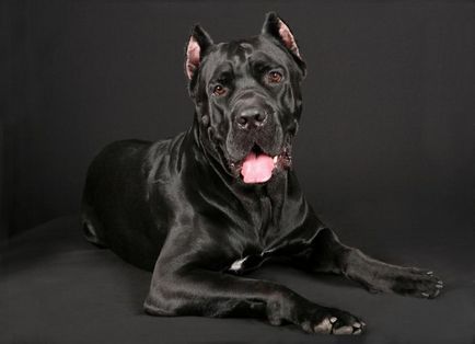 Cane Corso kutya fotó, ár, fajta leírás, képességgel, video - én watchdog