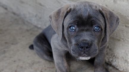 Cane Corso kutya fotó, ár, fajta leírás, képességgel, video - én watchdog