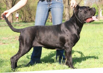 Cane Corso kutya fotó, ár, fajta leírás, képességgel, video - én watchdog