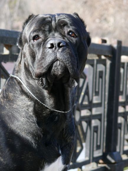 Cane Corso kutya fotó, ár, fajta leírás, képességgel, video - én watchdog