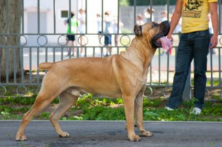 Cane Corso kutya fotó, ár, fajta leírás, képességgel, video - én watchdog