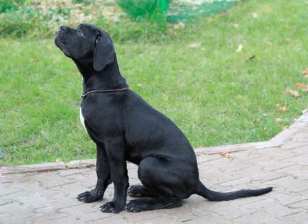 Cane Corso kutya fotó, ár, fajta leírás, képességgel, video - én watchdog