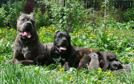 Cane Corso kutya fotó, ár, fajta leírás, képességgel, video - én watchdog