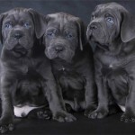 Cane Corso kutya fotó, ár, fajta leírás, képességgel, video - én watchdog