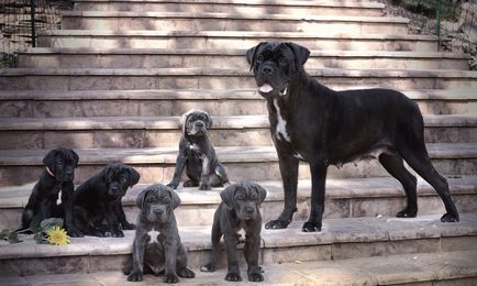 Cane Corso kutya fotó, ár, fajta leírás, képességgel, video - én watchdog