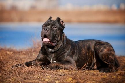 Cane Corso kutya fotó, ár, fajta leírás, képességgel, video - én watchdog