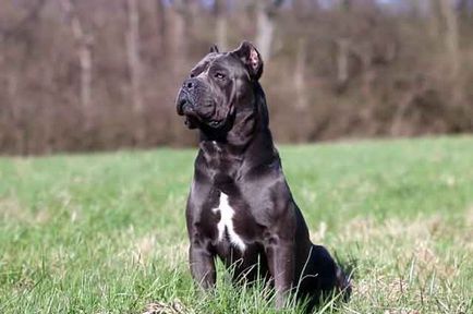 Cane Corso fajta leírás, Cane Corso kutya képek és videó