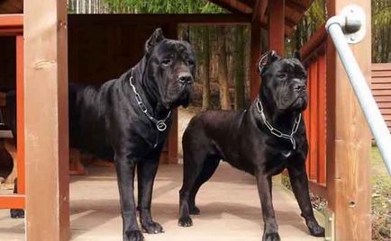 Cane Corso fajta leírás, Cane Corso kutya képek és videó