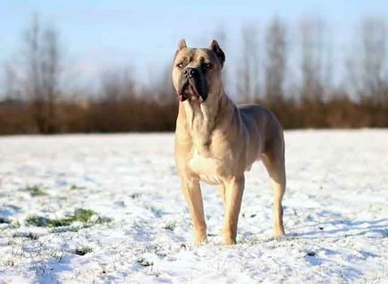 Cane Corso fajta leírás, Cane Corso kutya képek és videó