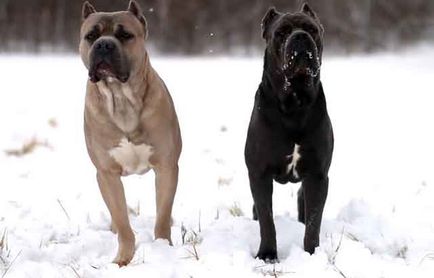 Cane Corso fajta leírás, Cane Corso kutya képek és videó