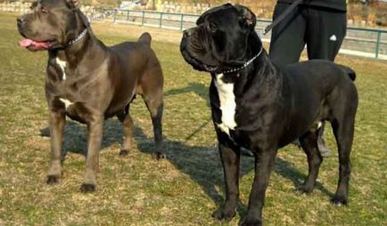 Cane Corso fajta leírás, Cane Corso kutya képek és videó