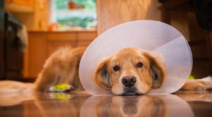 kutyák kasztrálás különleges eljárást ellátás műtét után