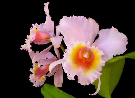 Cattleya - otthoni gondozás, transzplantáció, öntözés