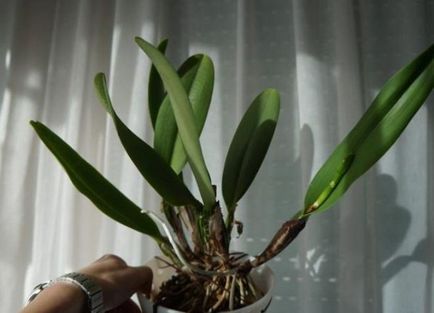 Cattleya - otthoni gondozás, transzplantáció, öntözés