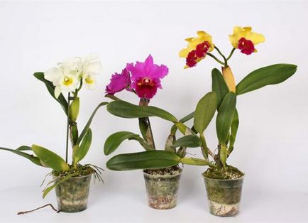 Cattleya - otthoni gondozás, transzplantáció, öntözés