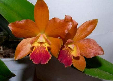 Cattleya - otthoni gondozás, transzplantáció, öntözés