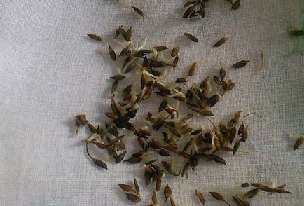 Clematis magról ültetés és gondozás területén vagy otthon (leszállás) Clematis magról ültetés és gondozás területén, vagy otthon